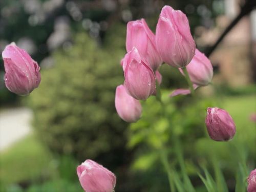 tulip