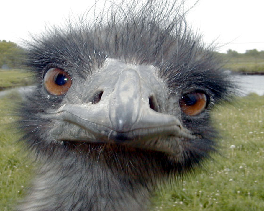 Emu