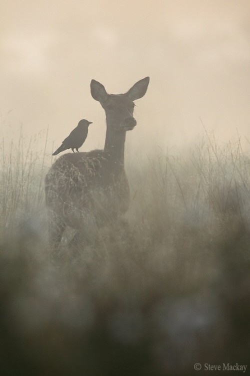 Steve Mackay