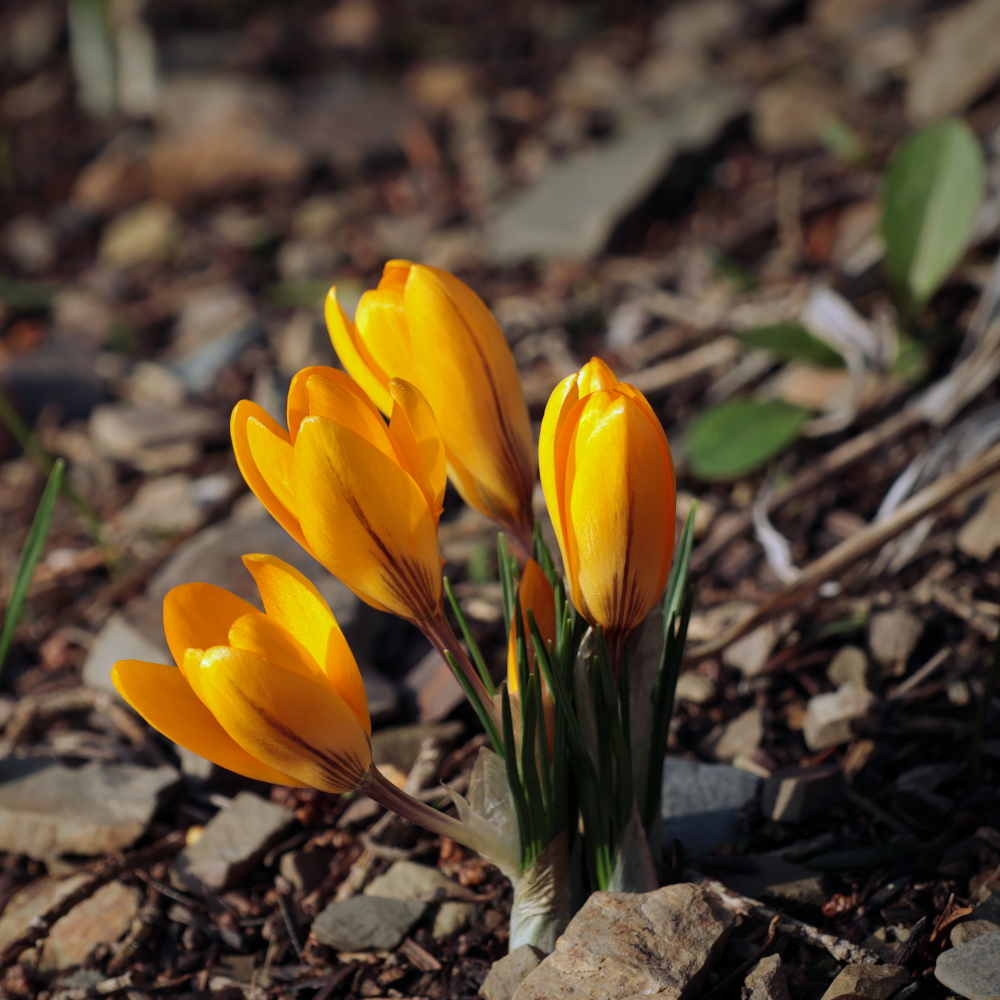 spring crocus