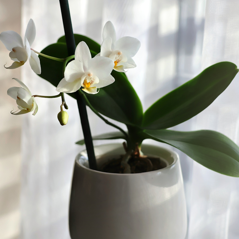 Moje milá mini orchidej