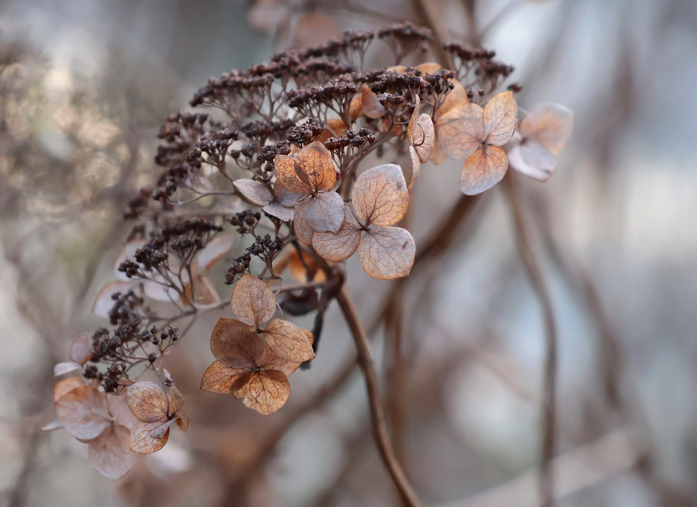 hydrangea-hortenzie