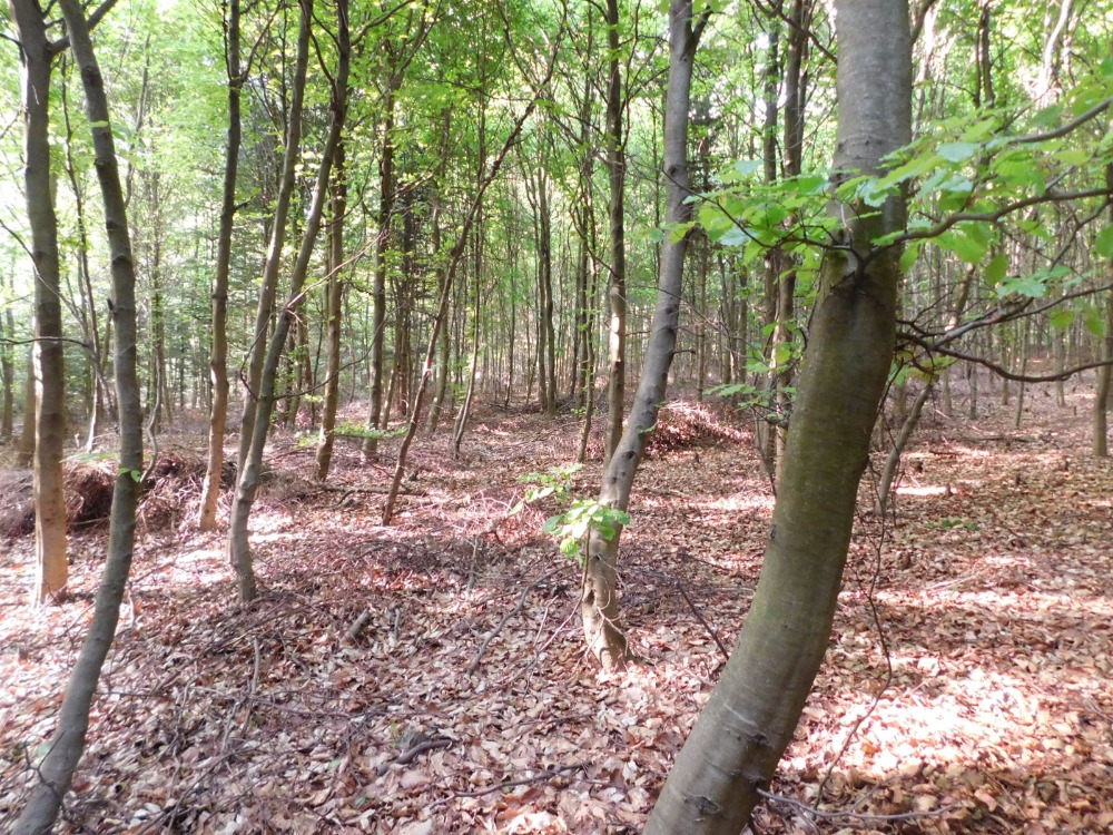 .....................