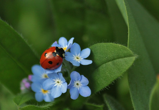 aaa