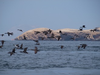 Islas Ballestas