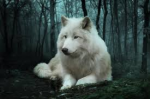 Bílý_Vlk